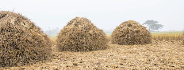 a pile of straw in the field